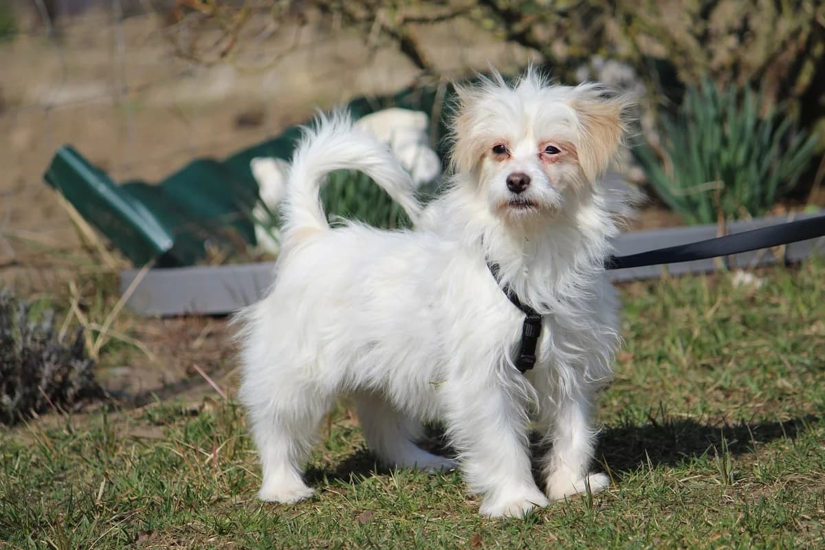 Tessa, female Mixed Breed for adoption at Tierheim Herzsprung — photo 8 of 12
