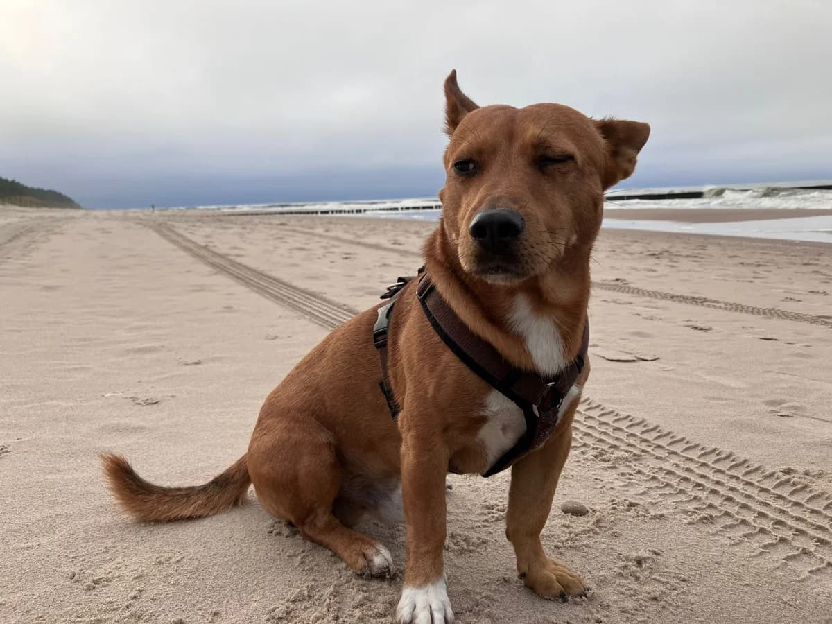 Vino, male 7yo Mixed Breed for adoption at Tierheim Herzsprung