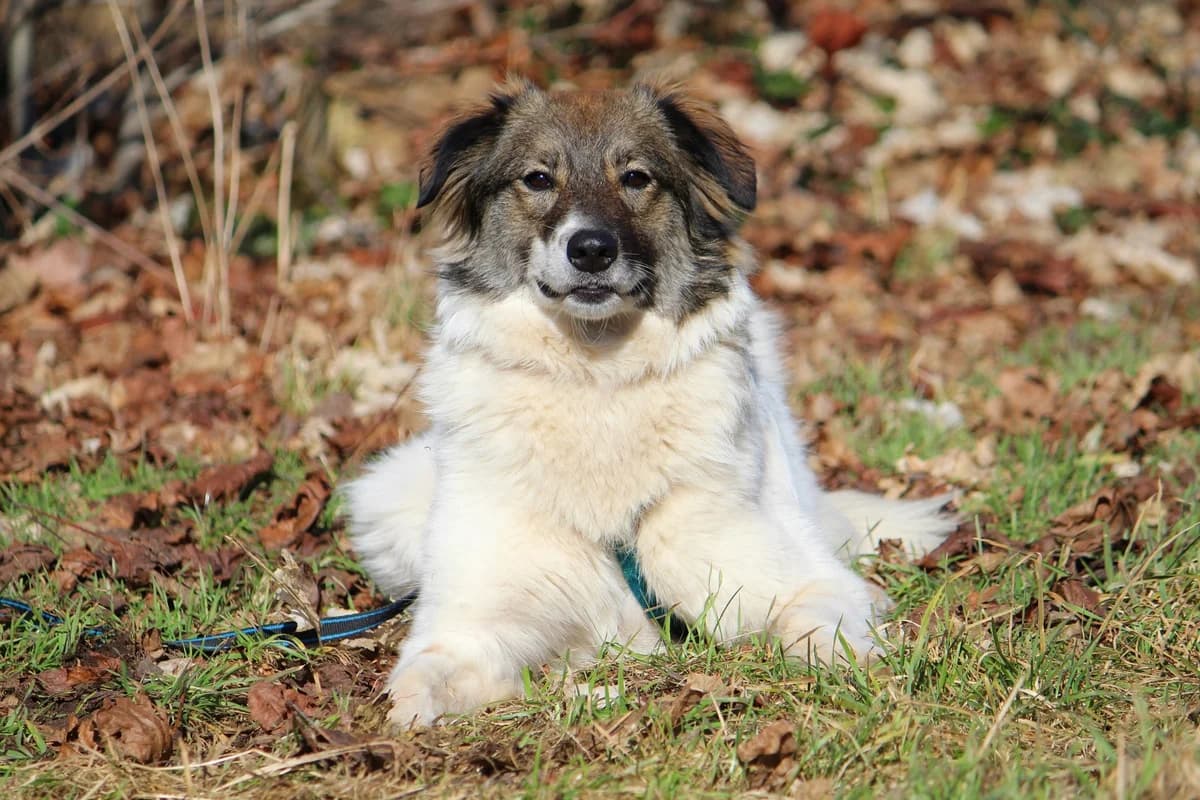 Yuna, female Mixed Breed for adoption at Tierheim Herzsprung — photo 2 of 10