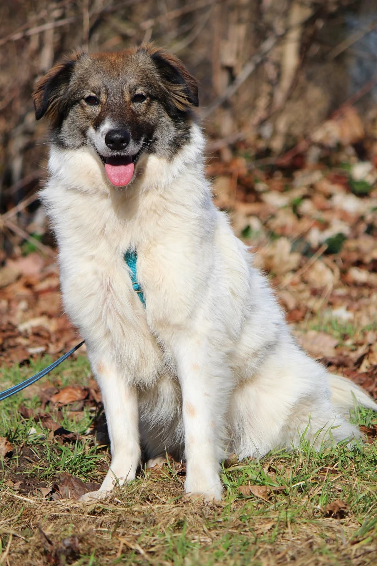 Yuna, female Mixed Breed for adoption at Tierheim Herzsprung — photo 4 of 10