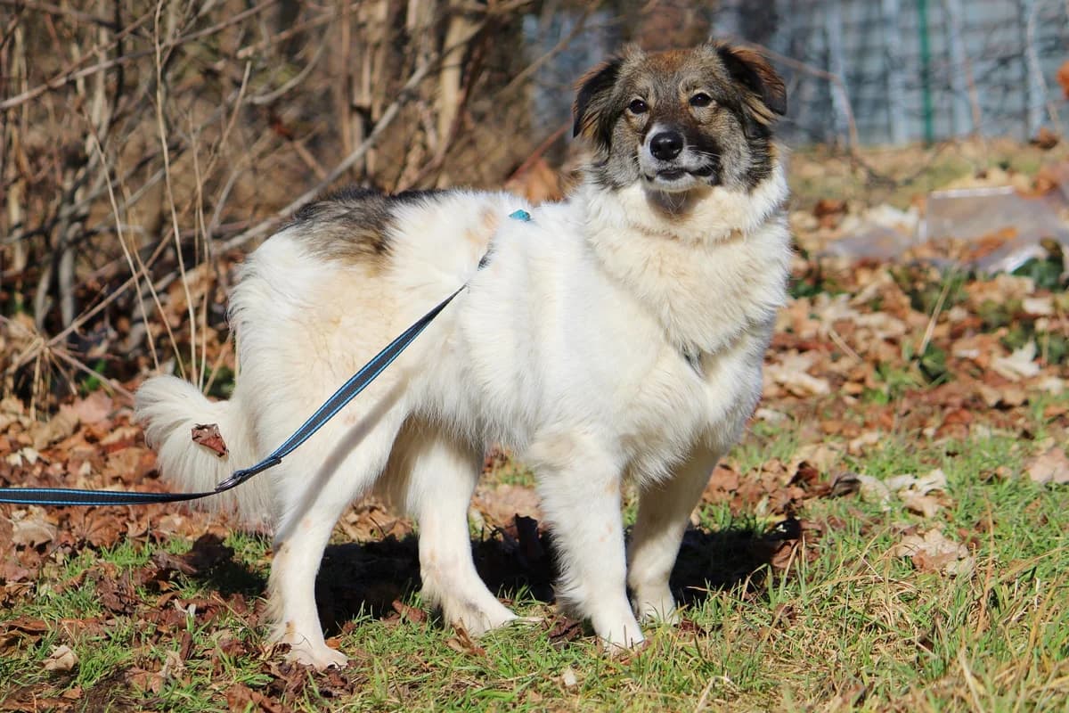 Yuna, female Mixed Breed for adoption at Tierheim Herzsprung — photo 5 of 10