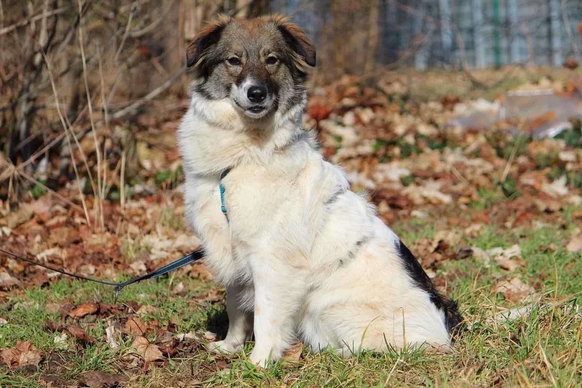 Yuna, female Mixed Breed for adoption at Tierheim Herzsprung — photo 6 of 10