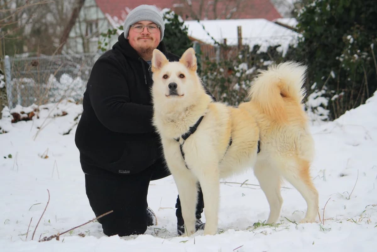 Zeus, male young Husky for adoption at Tierheim Herzsprung