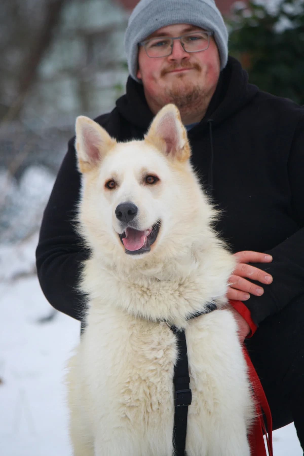 Zeus, male Husky for adoption at Tierheim Herzsprung — photo 2 of 12
