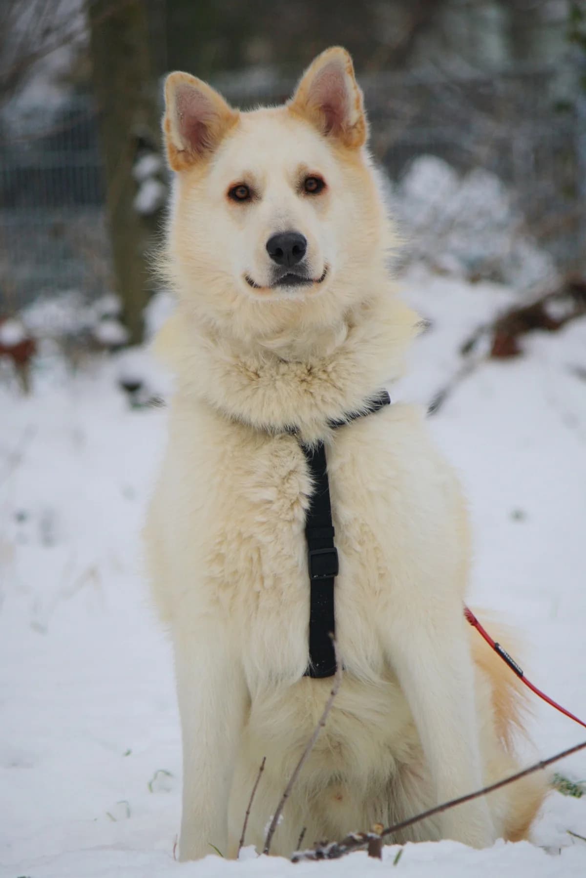 Zeus, male Husky for adoption at Tierheim Herzsprung — photo 3 of 12