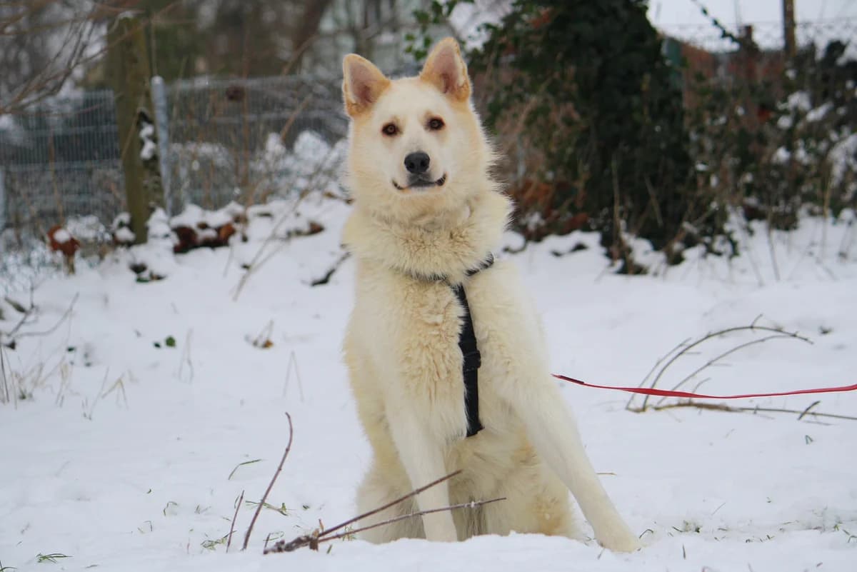 Zeus, male Husky for adoption at Tierheim Herzsprung — photo 4 of 12
