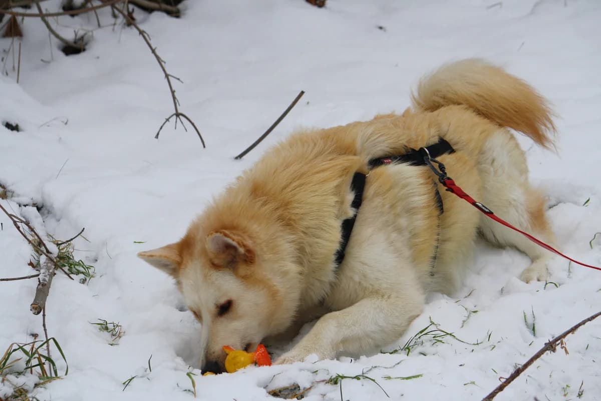 Zeus, male Husky for adoption at Tierheim Herzsprung — photo 5 of 12