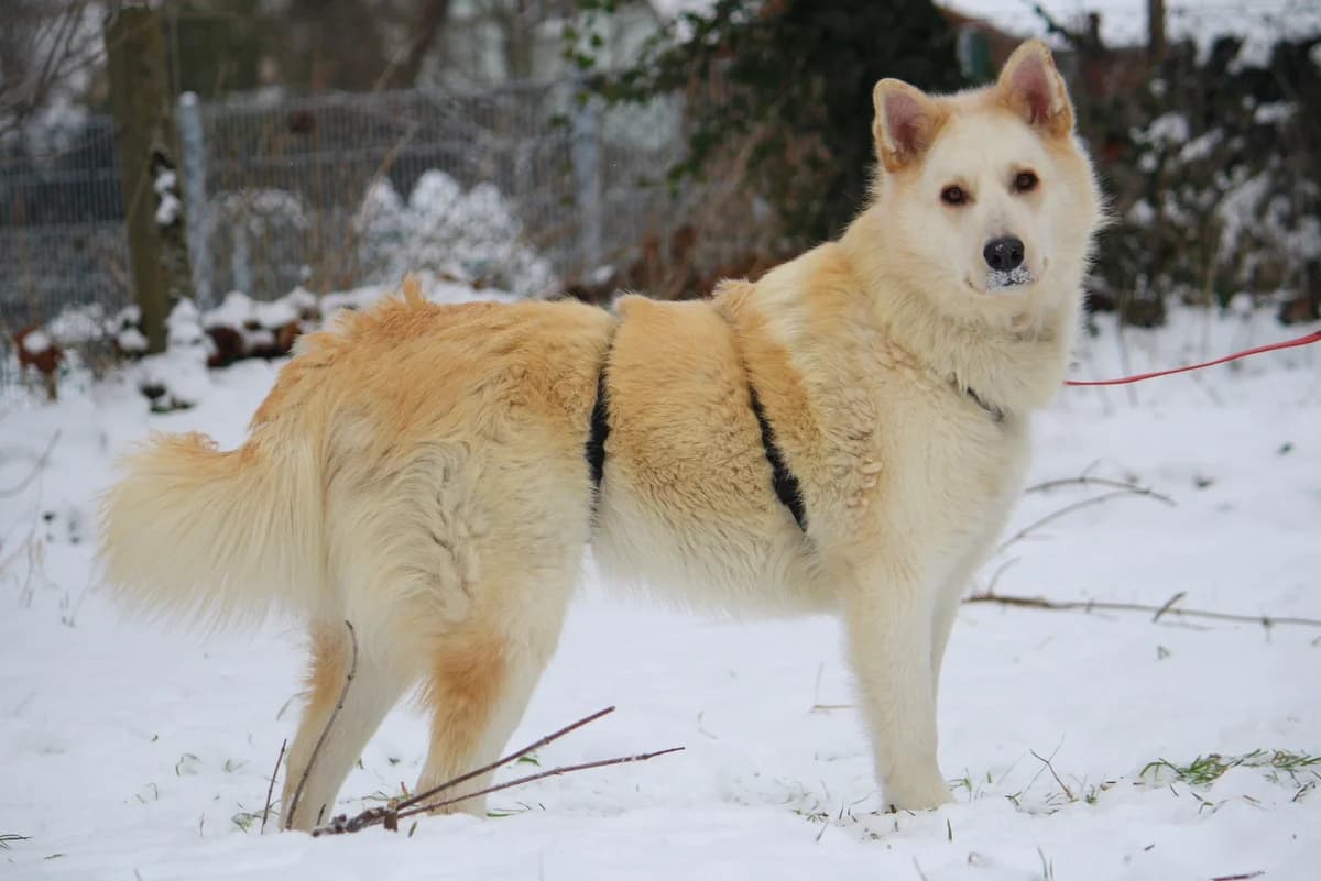 Zeus, male Husky for adoption at Tierheim Herzsprung — photo 6 of 12