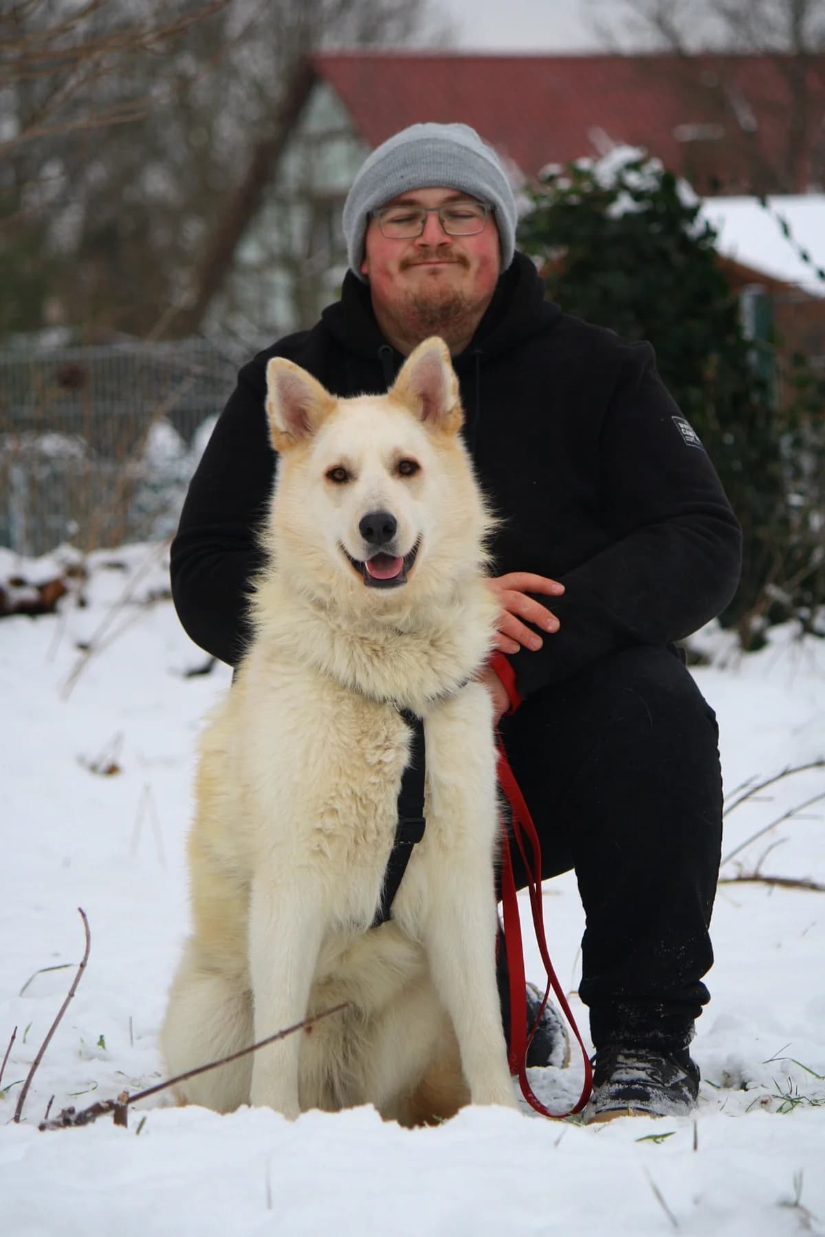 Zeus, male Husky for adoption at Tierheim Herzsprung — photo 7 of 12