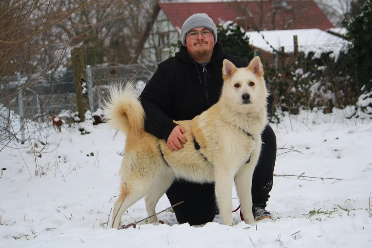 Zeus, male Husky for adoption at Tierheim Herzsprung — photo 8 of 12