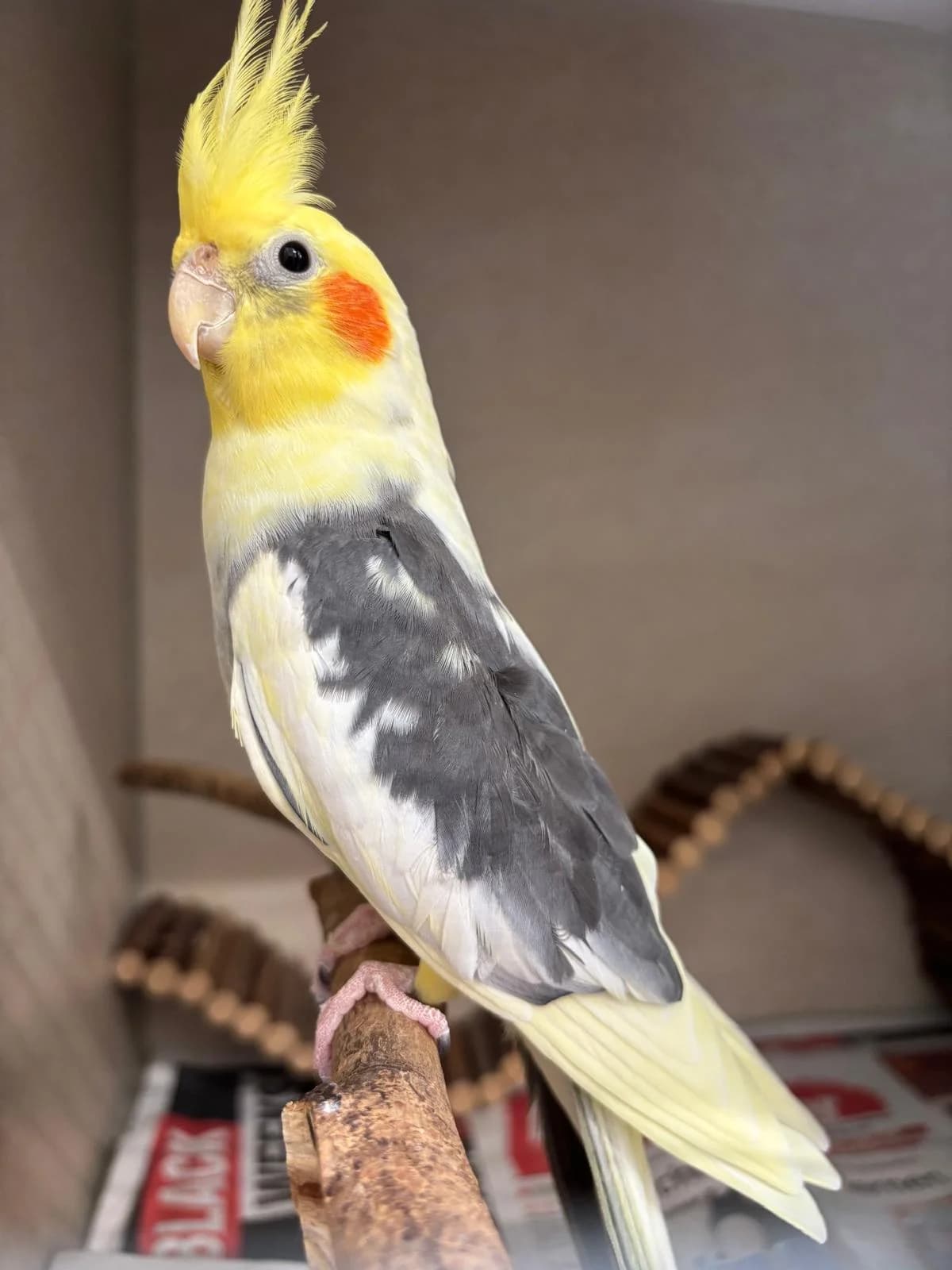 Lio, male 5yo mixed breed for adoption at Tierheim Hilden, Hilden
