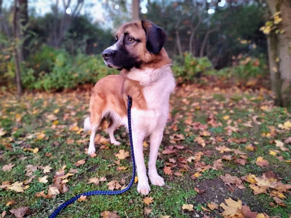Hund Buddy, male Mixed Breed for adoption at Tierheim Hof, Hof