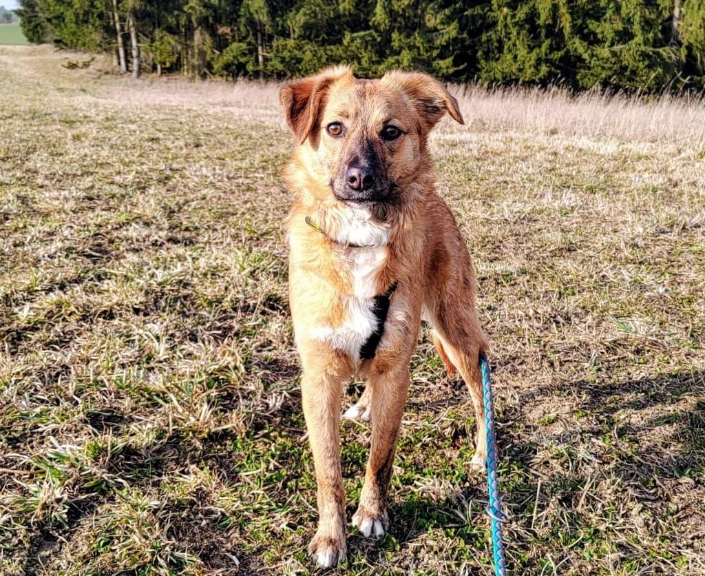 Yuna, female Mixed Breed for adoption at Tierheim Hof, Hof