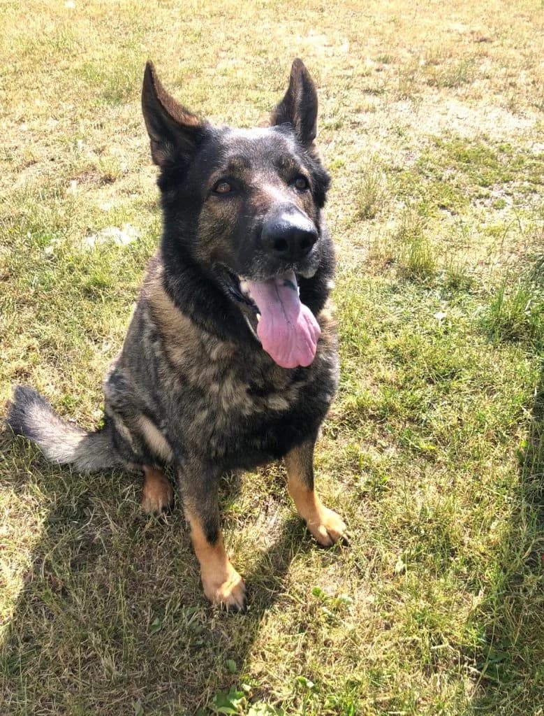 Hund Ricco,  Mixed Breed for adoption at Tierheim Hof, Hof