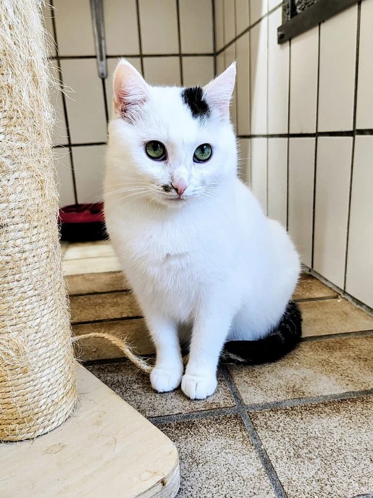 Heidi,  Mixed Breed for adoption at Tierheim Hof, Hof