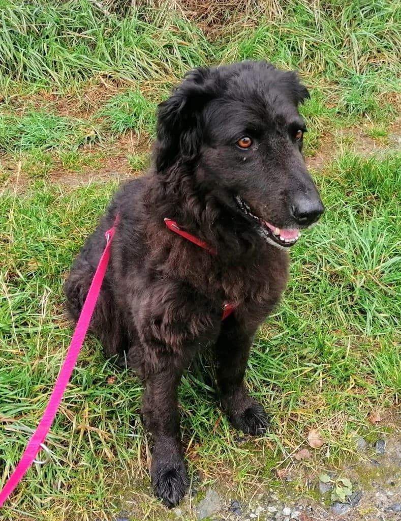 Hund Mira, female Mixed Breed for adoption at Tierheim Hof, Hof