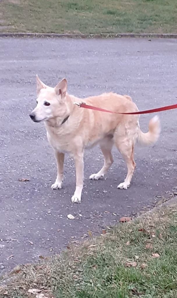 Winni, female senior Mixed Breed for adoption at Tierheim Hof, Hof