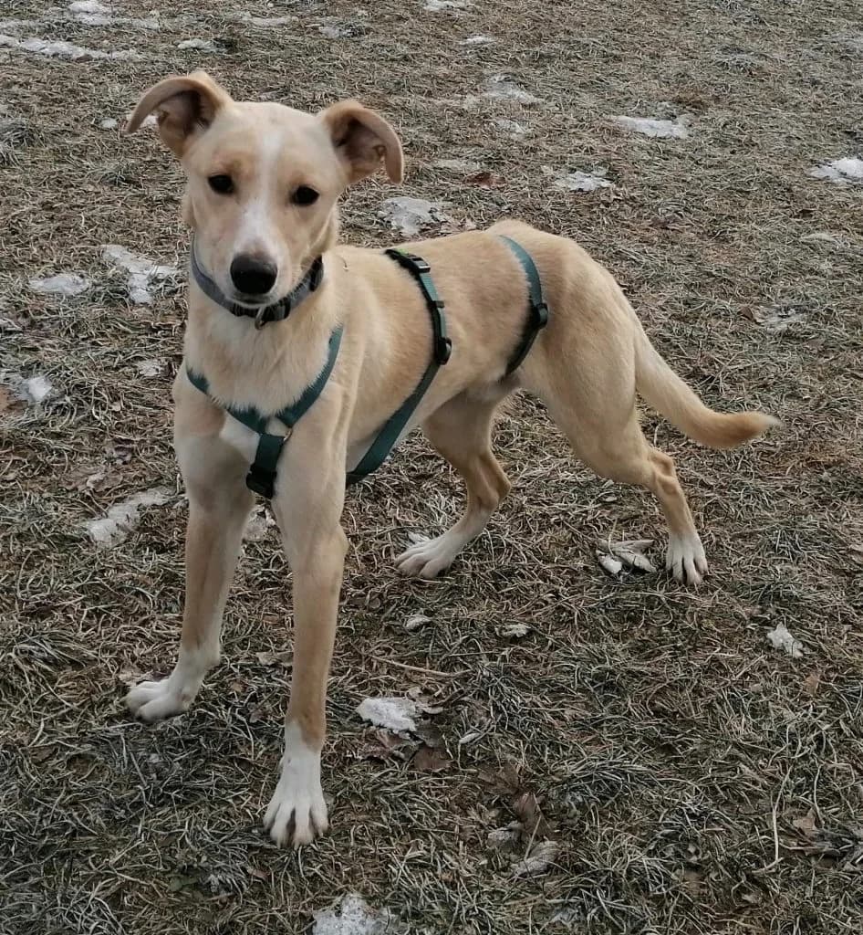 Hund Rony,  3yo Mixed Breed for adoption at Tierheim Hof, Hof
