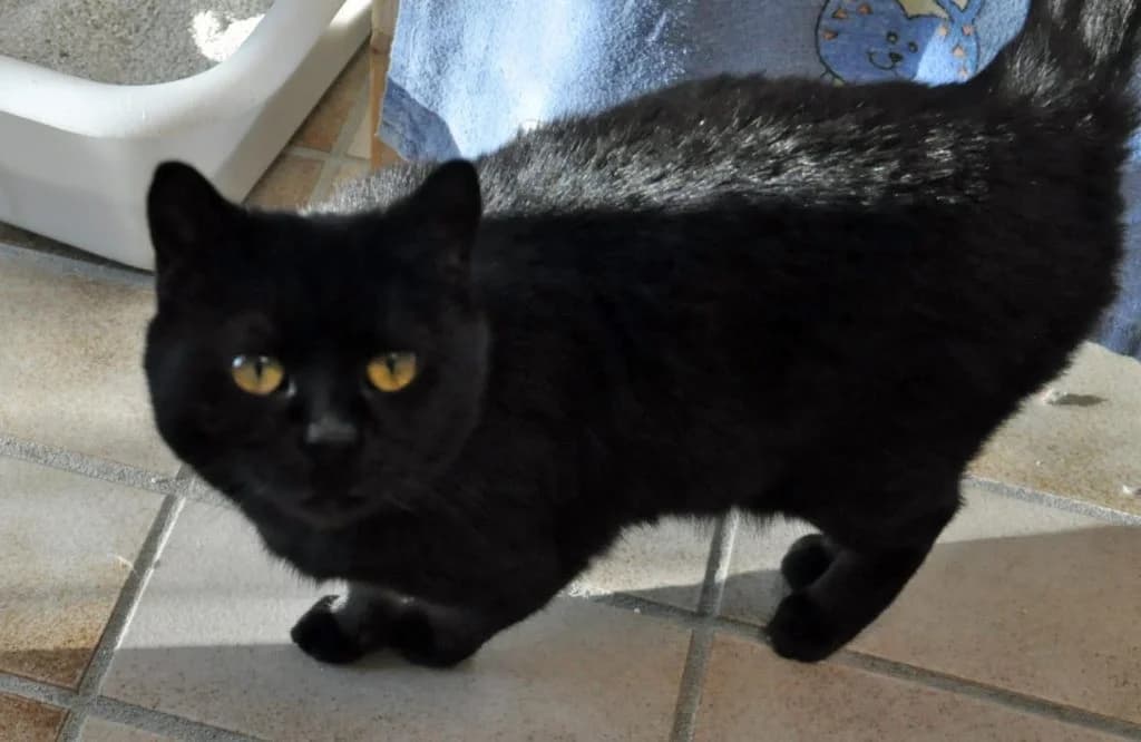 Ella,  3yo Mixed Breed for adoption at Tierheim Hof, Hof