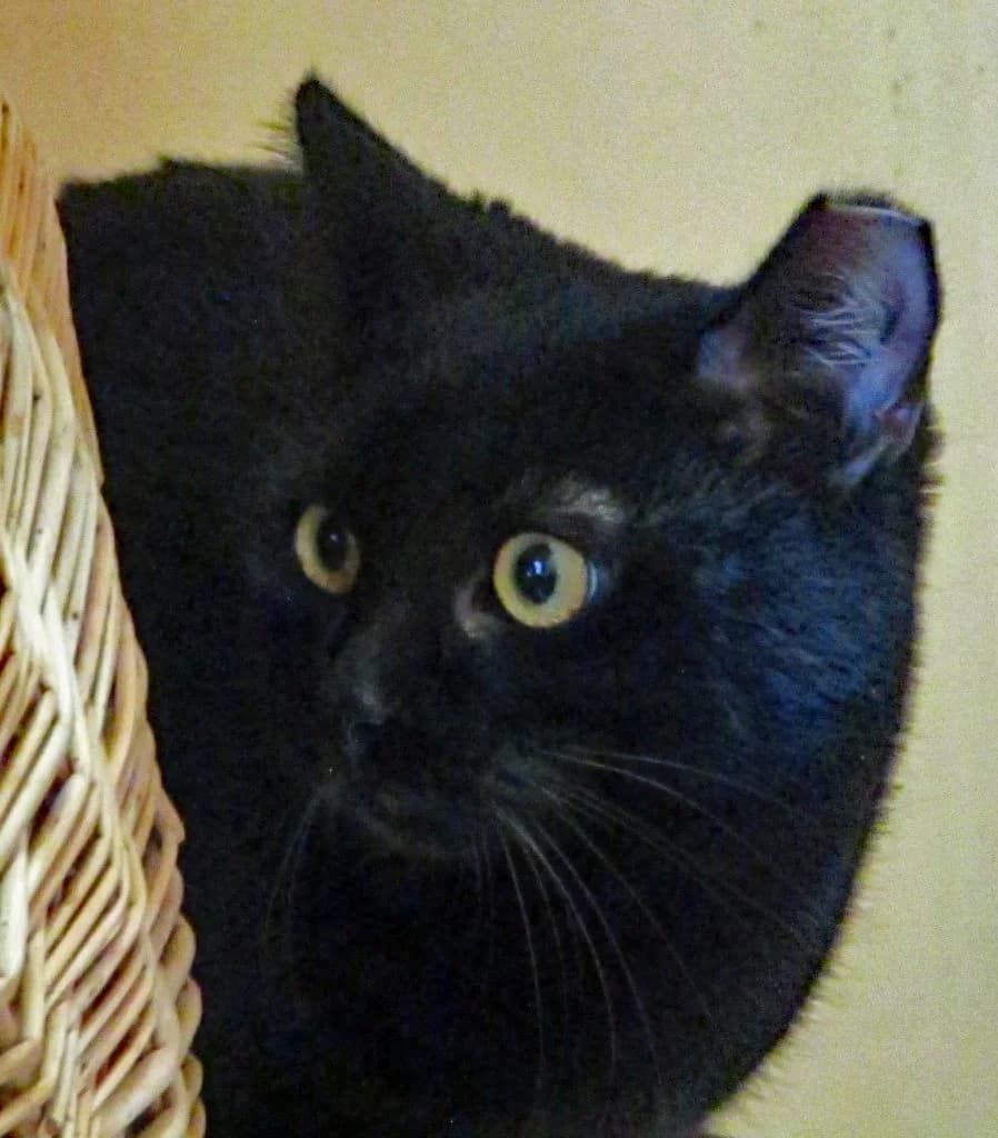 Anna, female Mixed Breed for adoption at Tierheim Hof, Hof