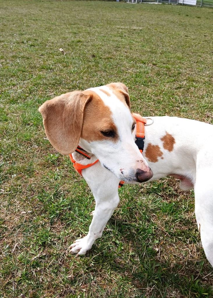 Hund Vino, male Mixed Breed for adoption at Tierheim Hof, Hof