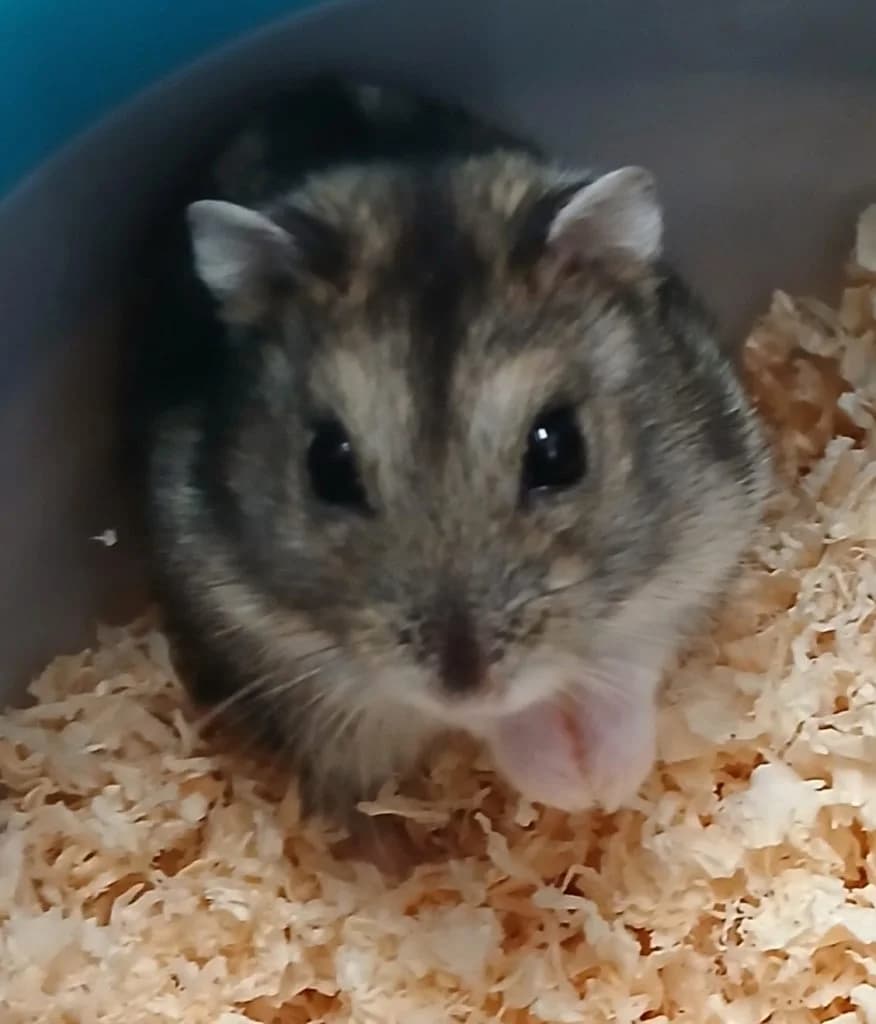 Zwerghamster,  Mixed Breed for adoption at Tierheim Hof, Hof