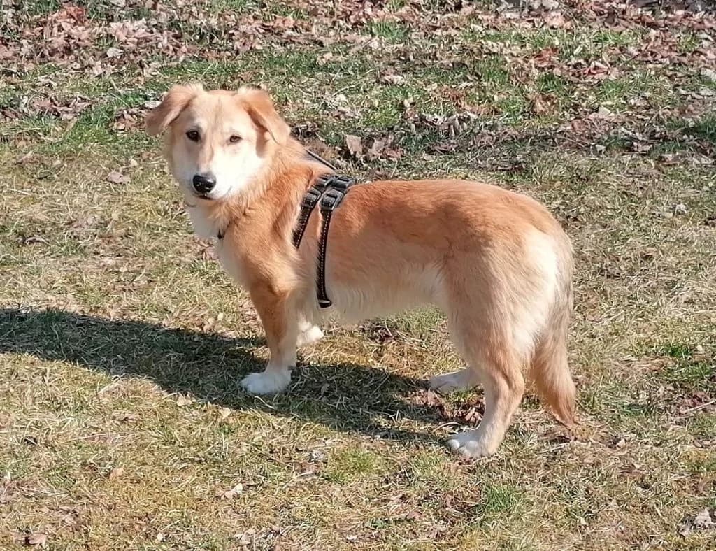 Hund Theo, male Mixed Breed for adoption at Tierheim Hof, Hof