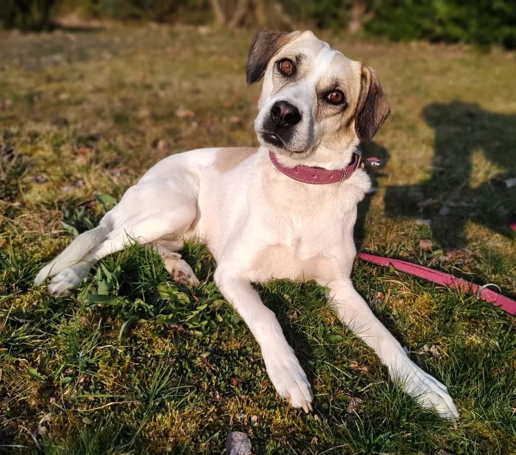 Hund Frieda, female Mixed Breed for adoption at Tierheim Hof, Hof