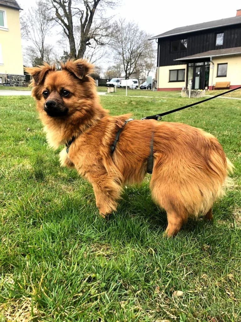 Hund Gregor, Mixed Breed for adoption at Tierheim Hof, Hof