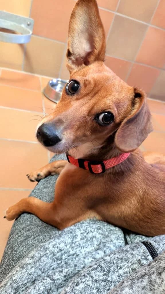 Hund Friedl, female Mixed Breed for adoption at Tierheim Hof, Hof