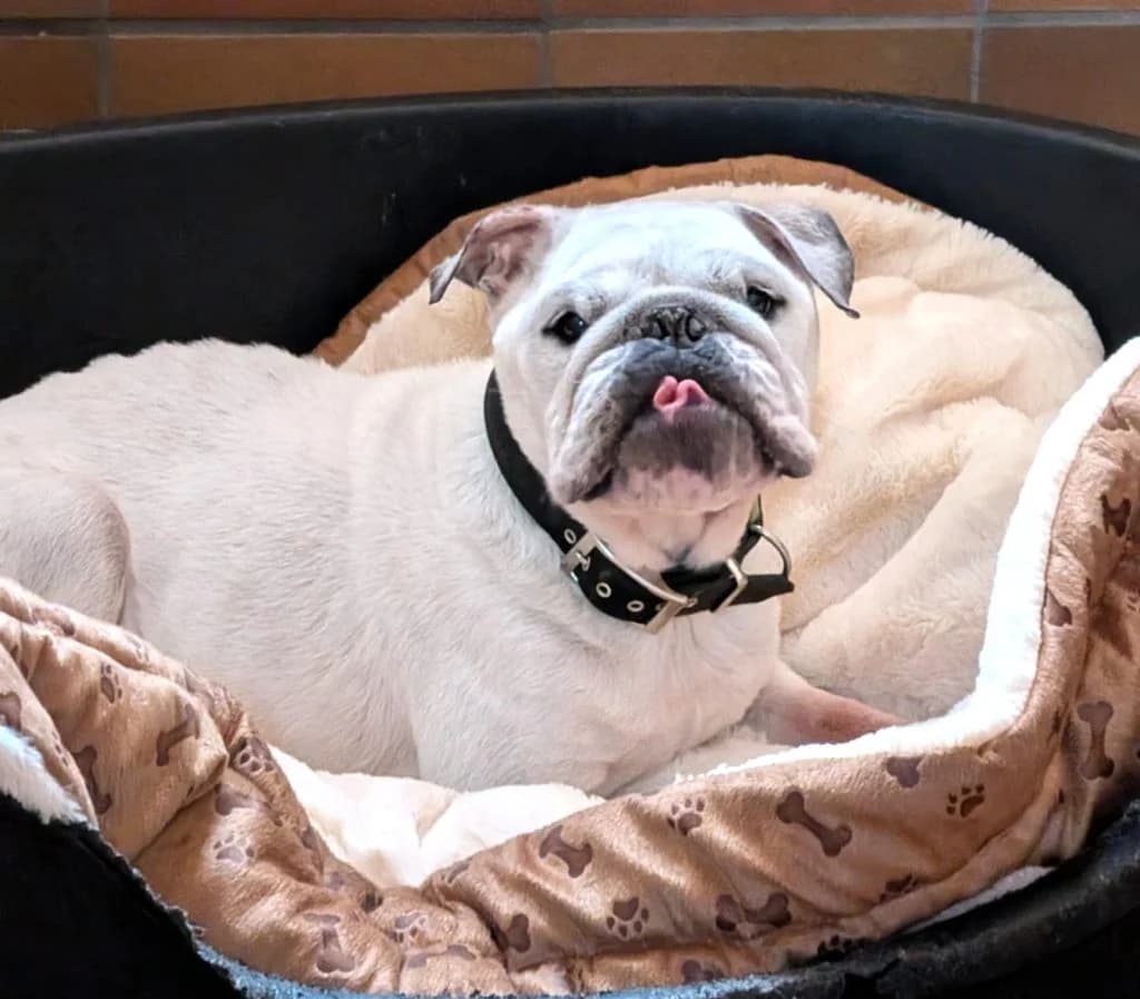 Hund Wilma, female English Bulldog for adoption at Tierheim Hof, Hof