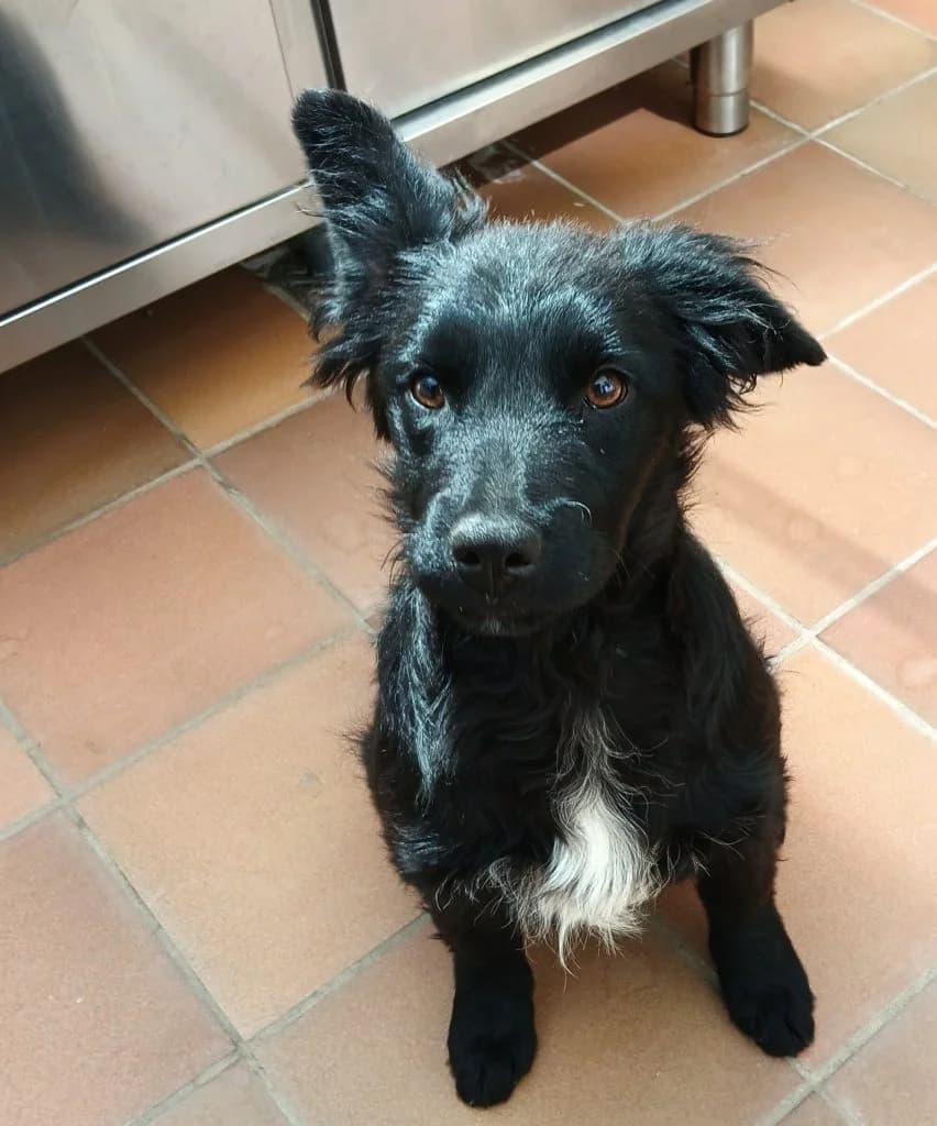 Welpe Cupo, puppy Mixed Breed for adoption at Tierheim Hof, Hof