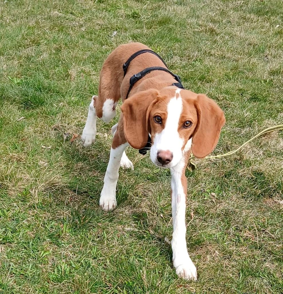 Hund Pablo, male puppy Mixed Breed for adoption at Tierheim Hof, Hof