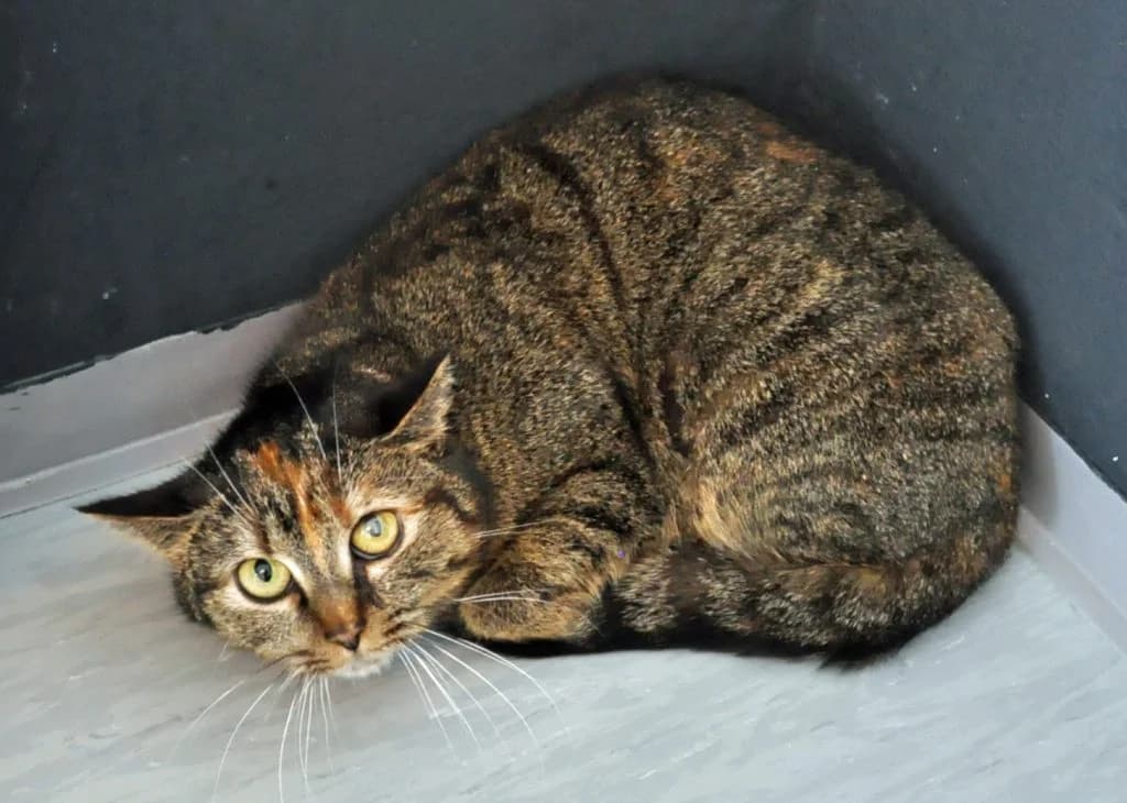 Hanna,  Mixed Breed for adoption at Tierheim Hof, Hof