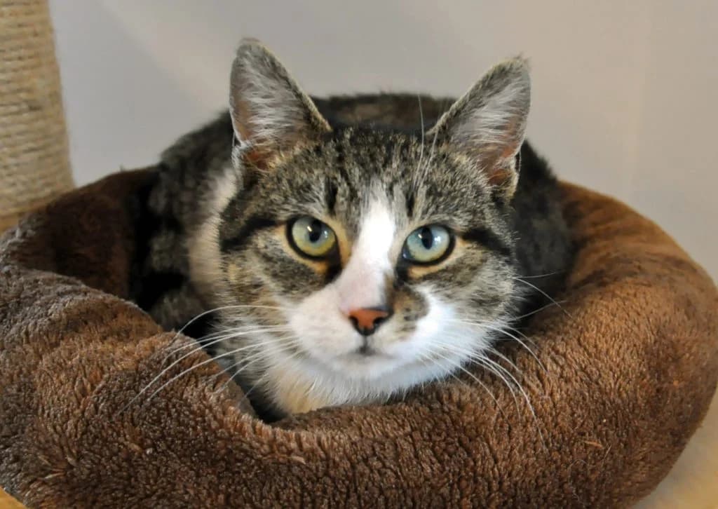 Tini,  Mixed Breed for adoption at Tierheim Hof, Hof