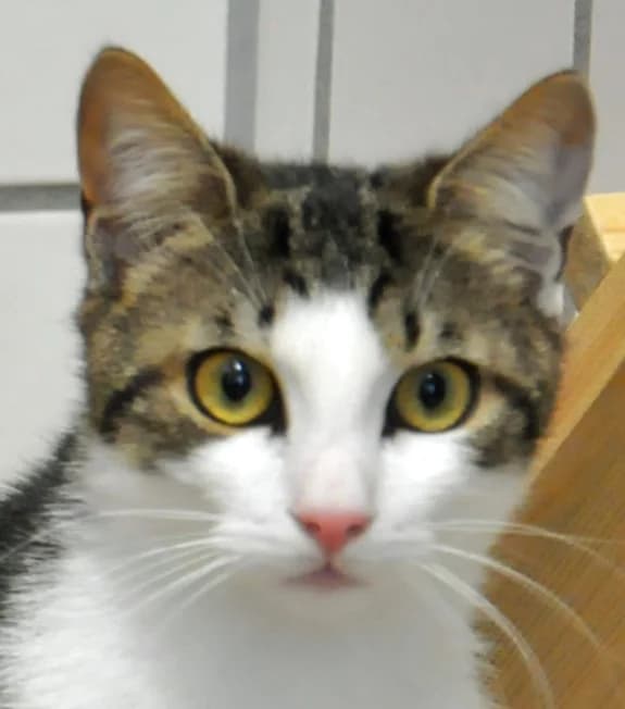 Carol, male Mixed Breed for adoption at Tierheim Hof, Hof