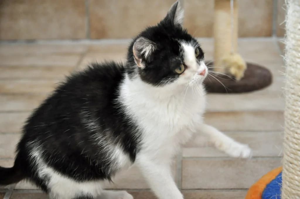 Ulli, male Mixed Breed for adoption at Tierheim Hof, Hof