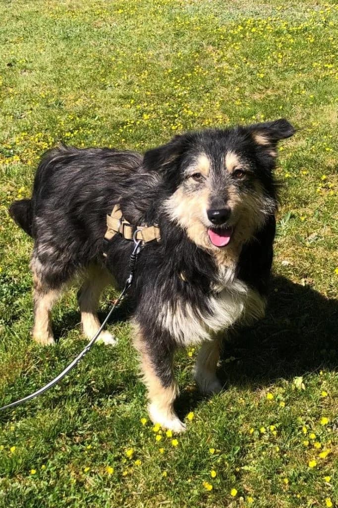 Greta, female Mixed Breed for adoption at Tierheim Hof, Hof