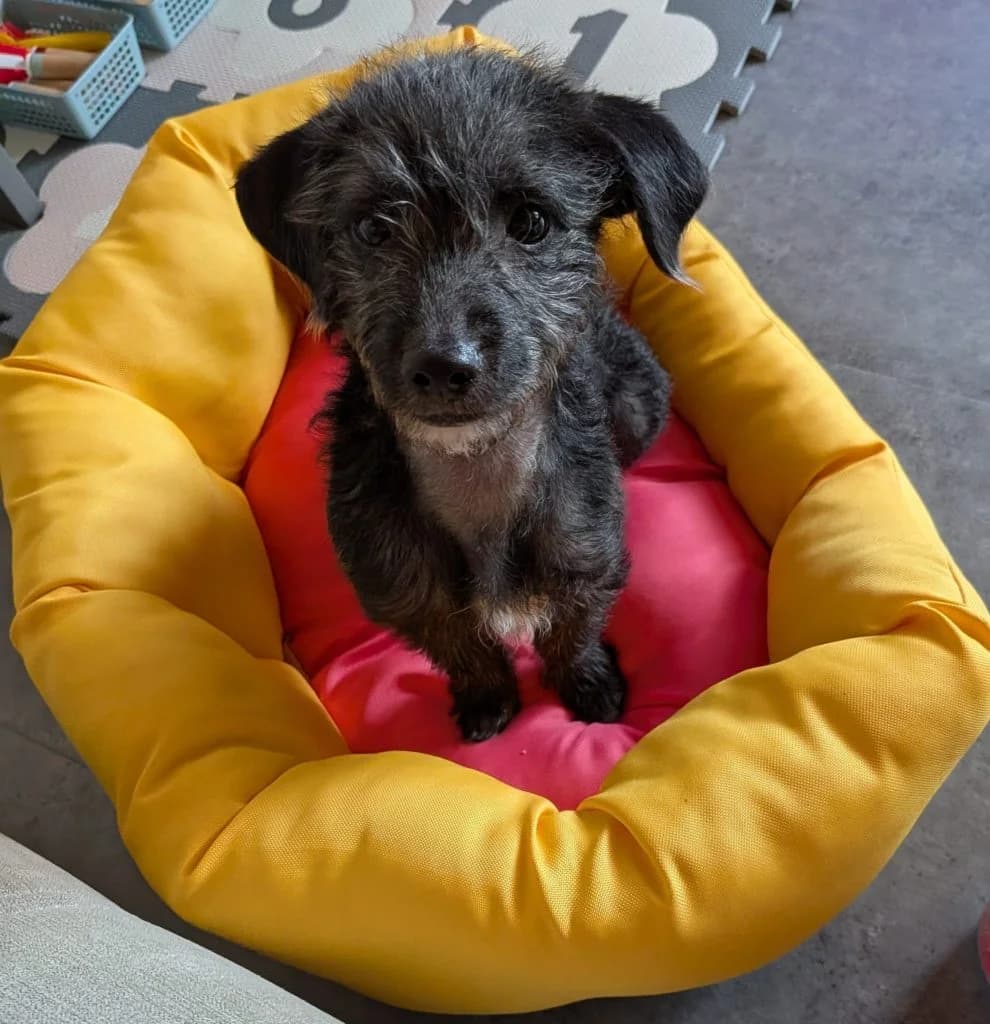 Welpe Benny,  puppy Mixed Breed for adoption at Tierheim Hof, Hof