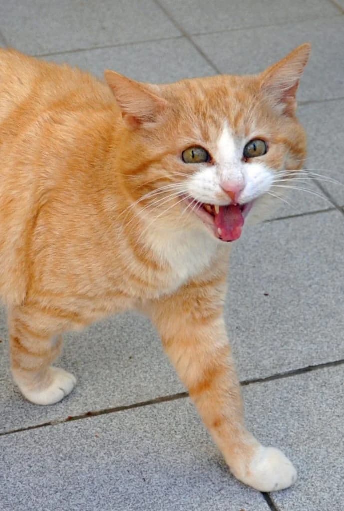 Tom, male Mixed Breed for adoption at Tierheim Hof, Hof