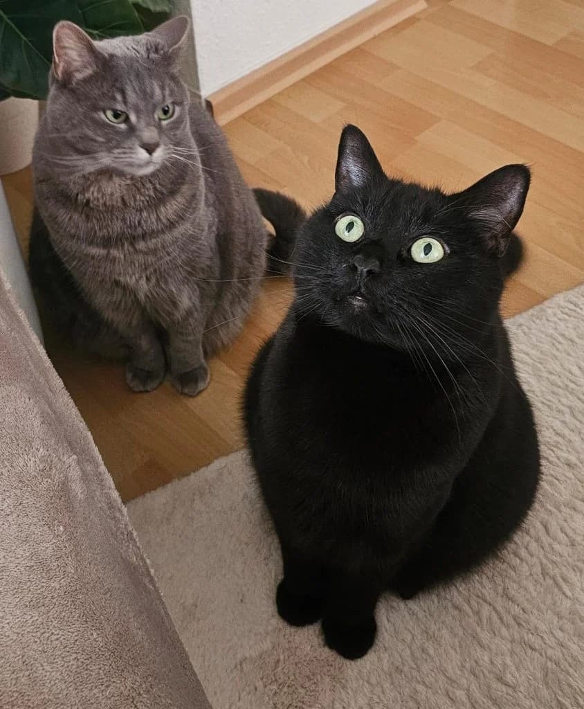 Katzen Mausi und Bubi, grau male senior Mixed Breed for adoption at Tierheim Hof, Hof