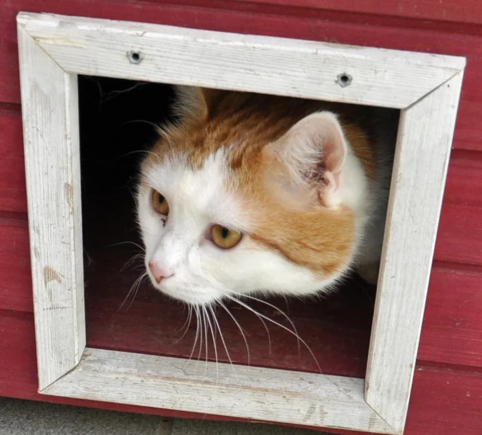 Felix, Mixed Breed (Tierheim Hof)