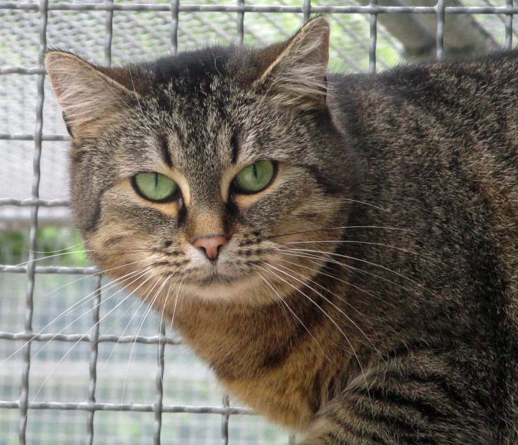 Ulla, Mixed Breed (Tierheim Hof)