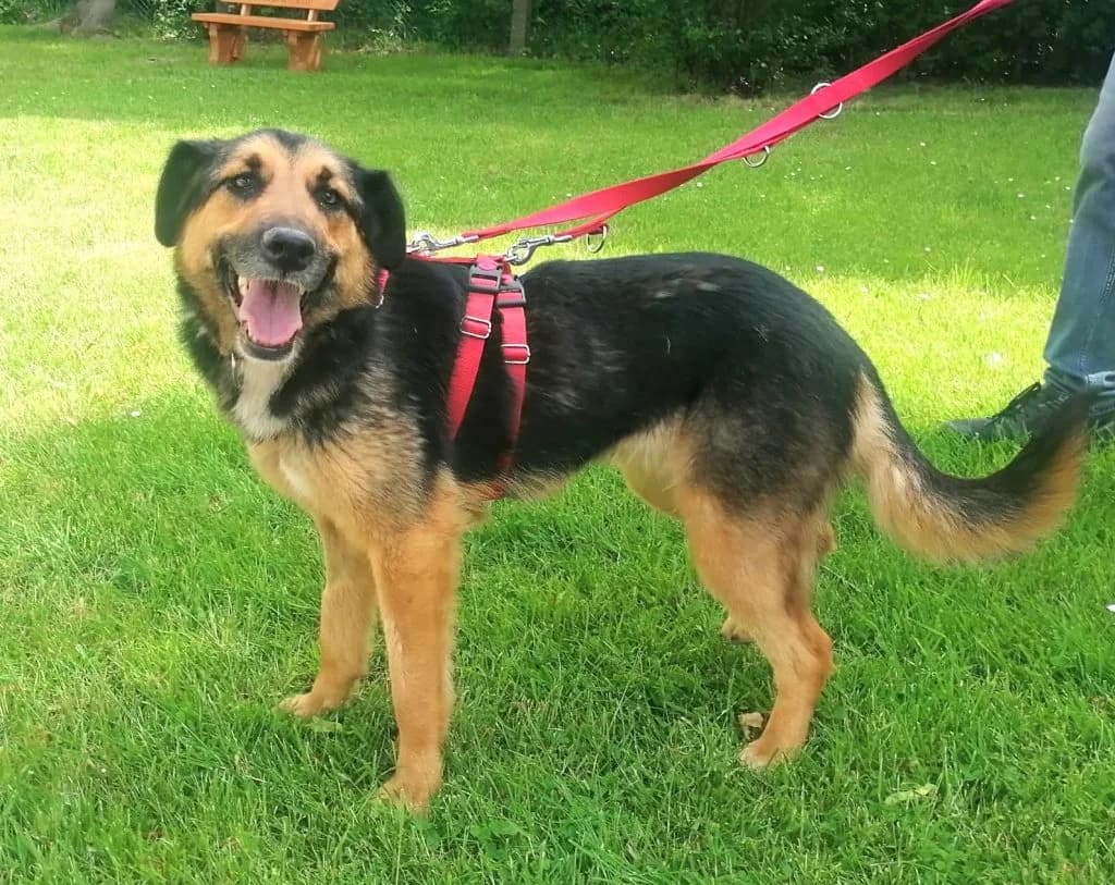 Hund Aisha, female 4yo Mixed Breed for adoption at Tierheim Hof, Hof