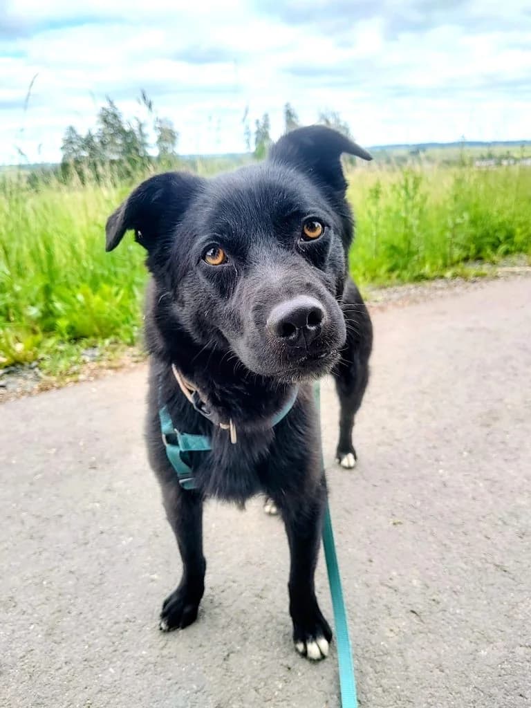 Hund Captain, male 3yo Mixed Breed for adoption at Tierheim Hof, Hof