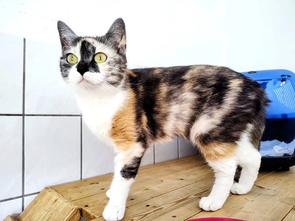 Katze Molly,  young Mixed Breed for adoption at Tierheim Hof, Hof