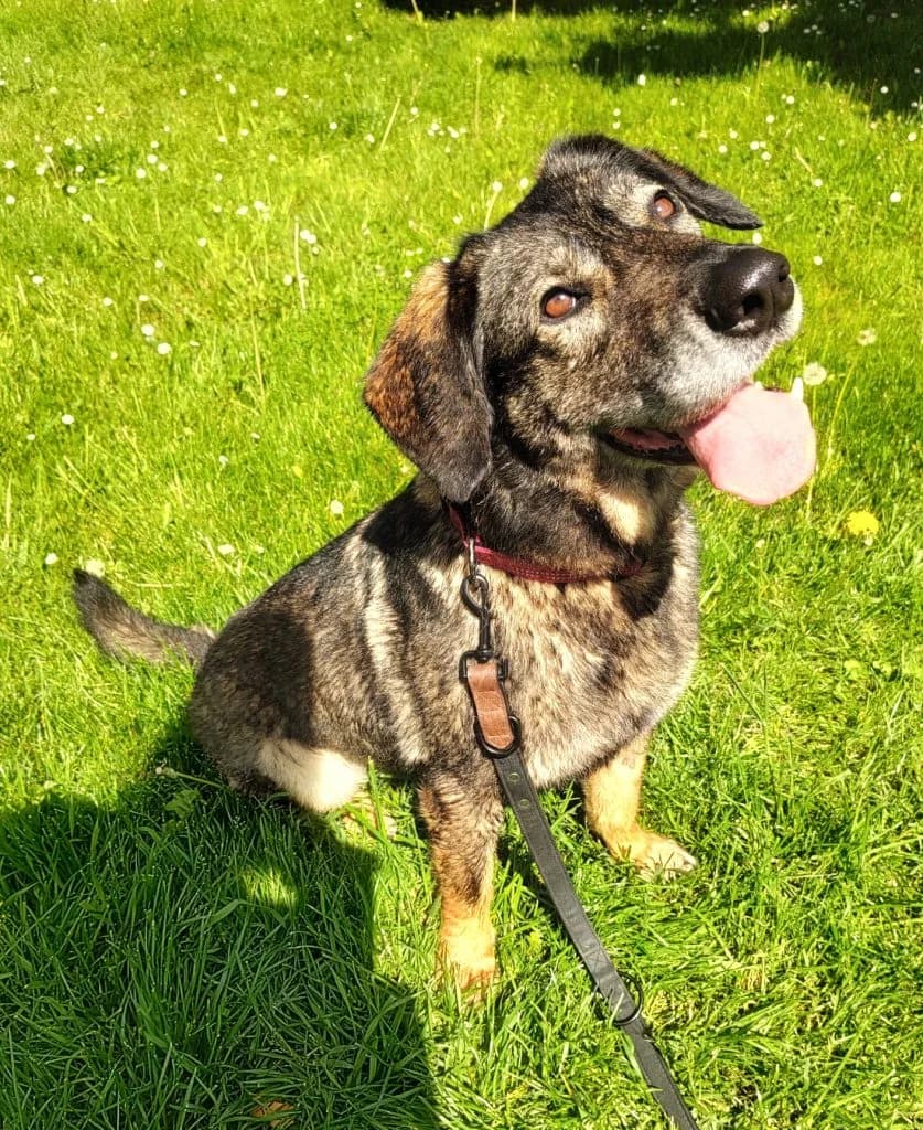 Hund Azia, female 5yo Mixed Breed for adoption at Tierheim Hof, Hof