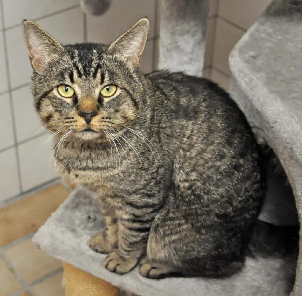 Konrad, male Mixed Breed for adoption at Tierheim Hof, Hof