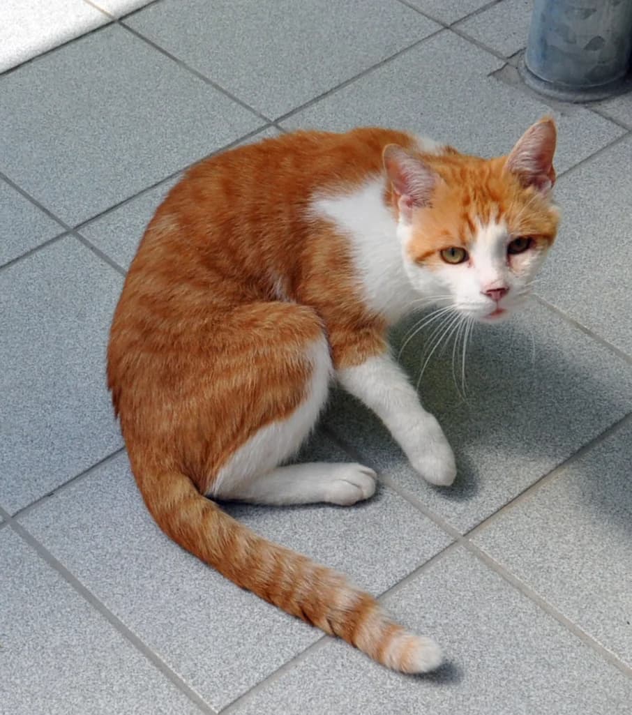 Baltus, male Mixed Breed for adoption at Tierheim Hof, Hof