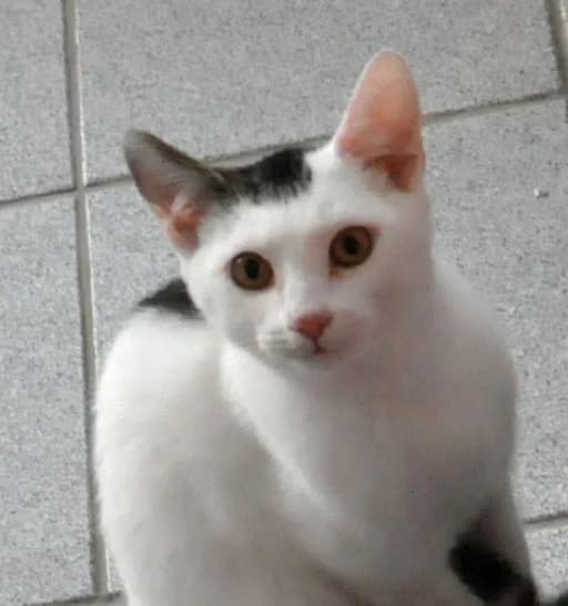 Haki, male Mixed Breed for adoption at Tierheim Hof, Hof